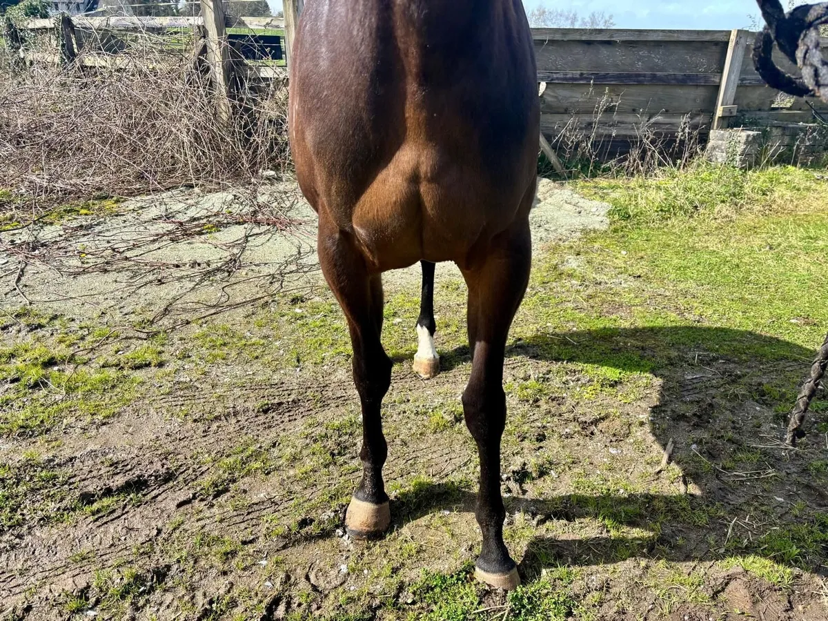 Thoroughbred horse - Image 3