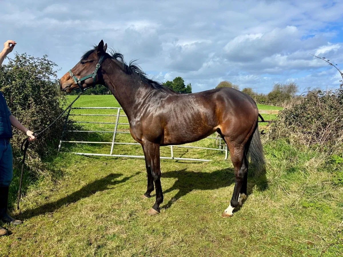 Thoroughbred horse - Image 1