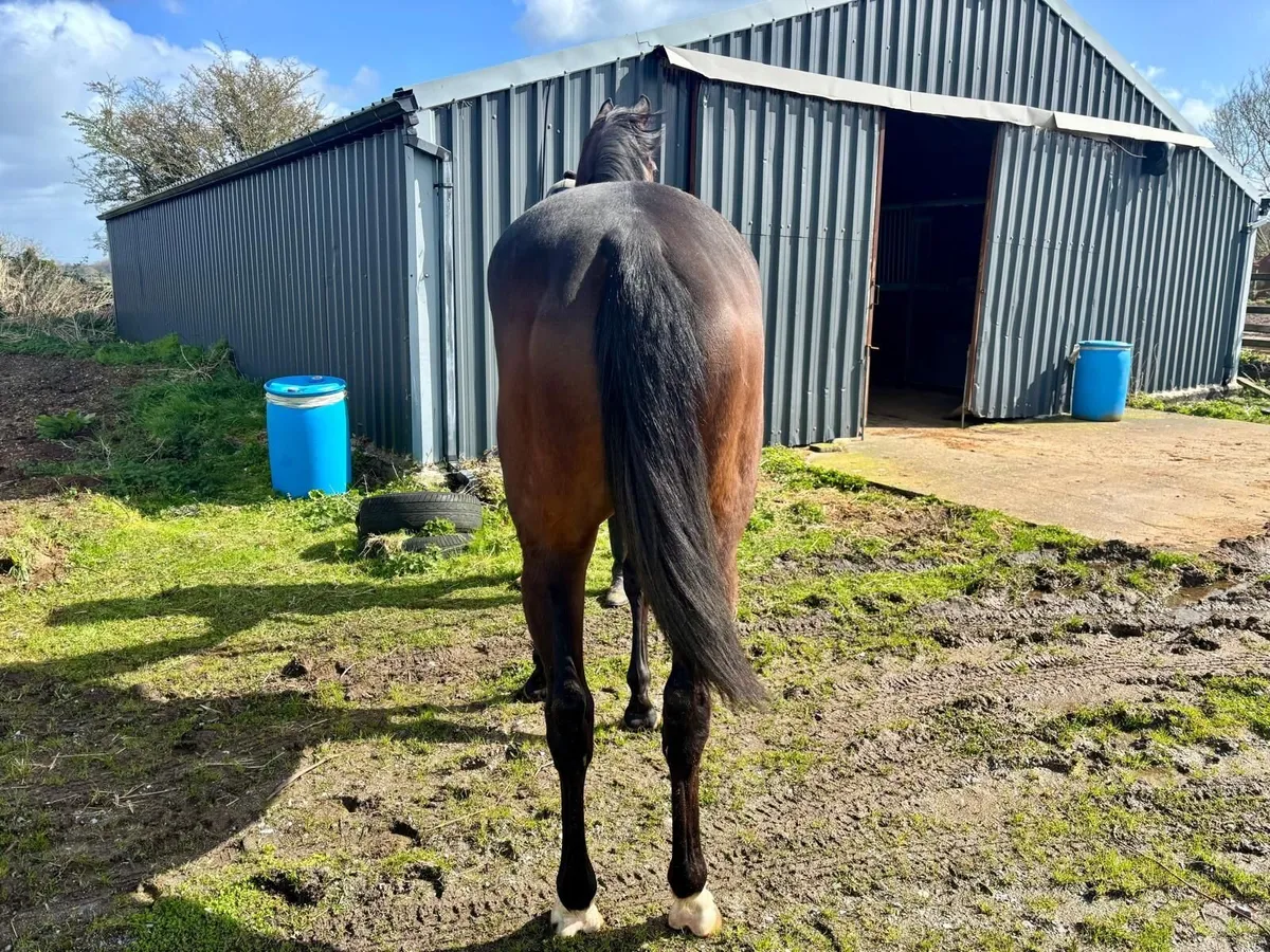 Thoroughbred horse - Image 2