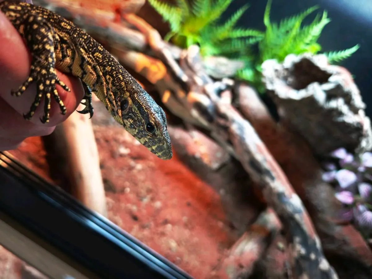 Nile monitor juvenile - Image 1