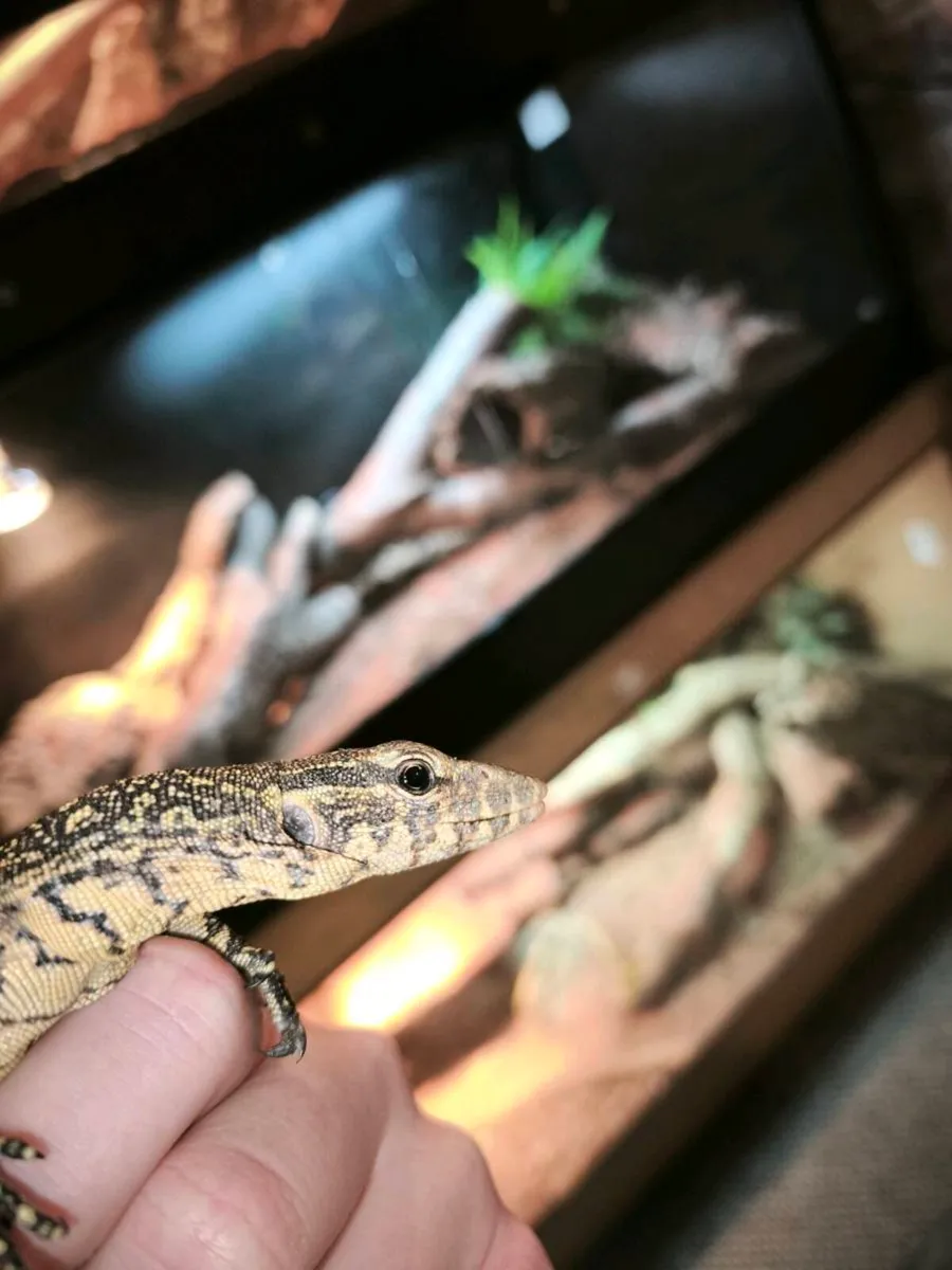 Nile monitor juvenile - Image 2