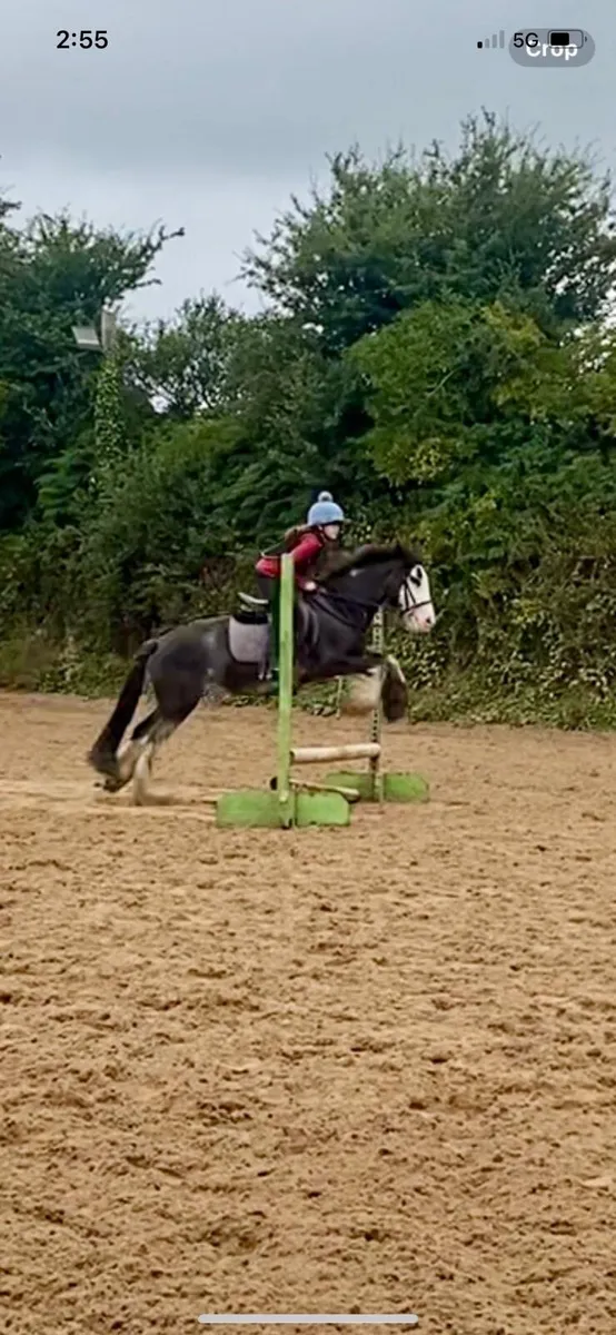 Confidence giver/ beginners pony - Image 4