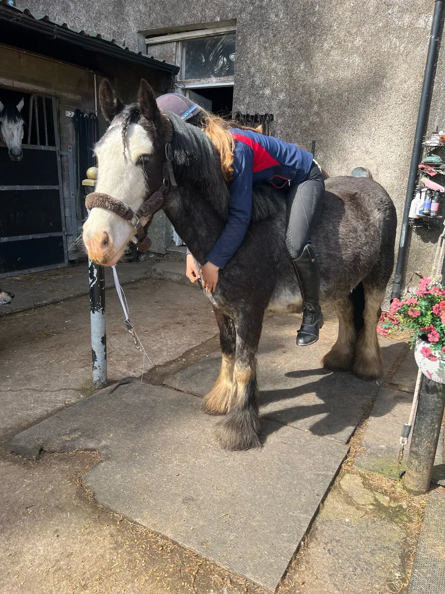 Confidence giver/ beginners pony - Image 1