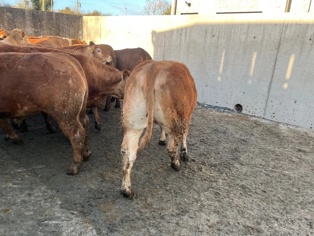 Bulling heifers - Image 4
