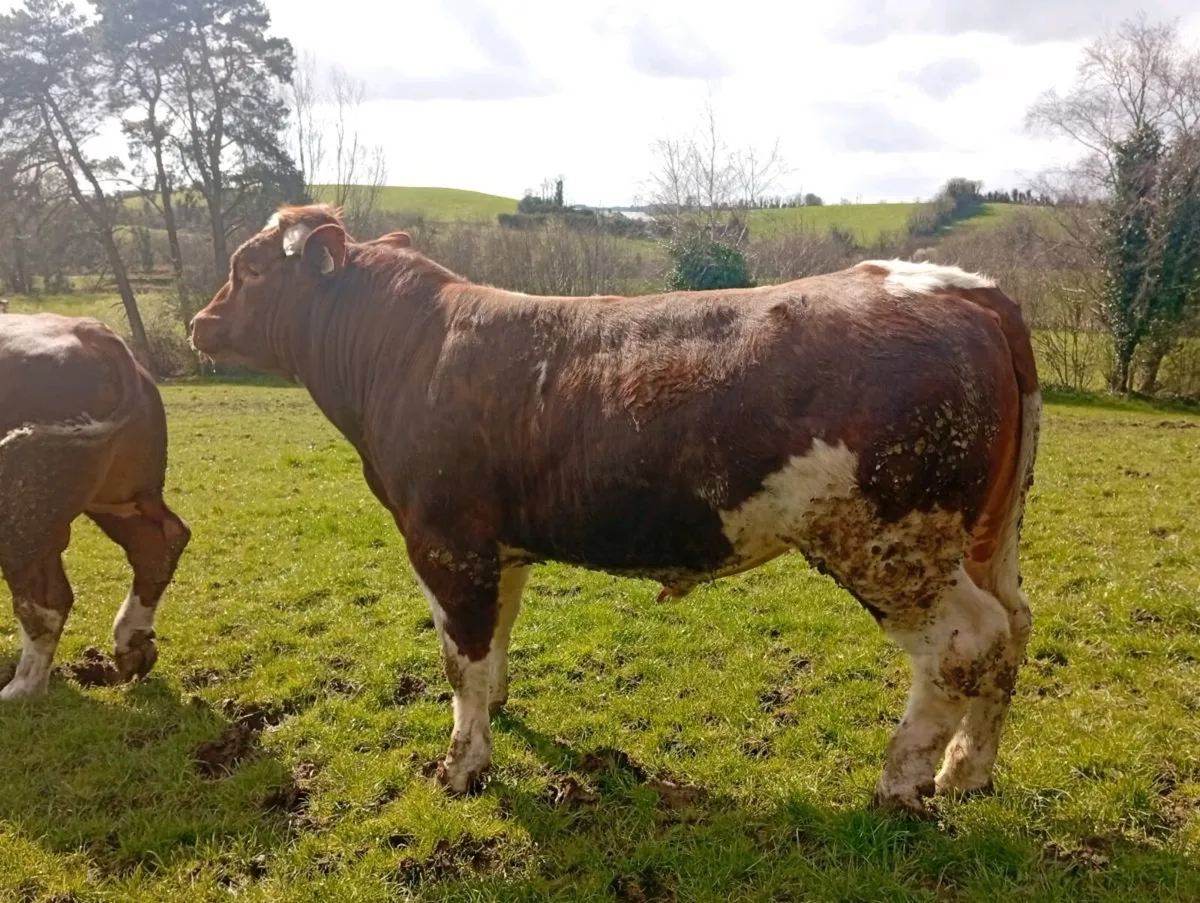 PB Maine Anjou bulls - Image 1