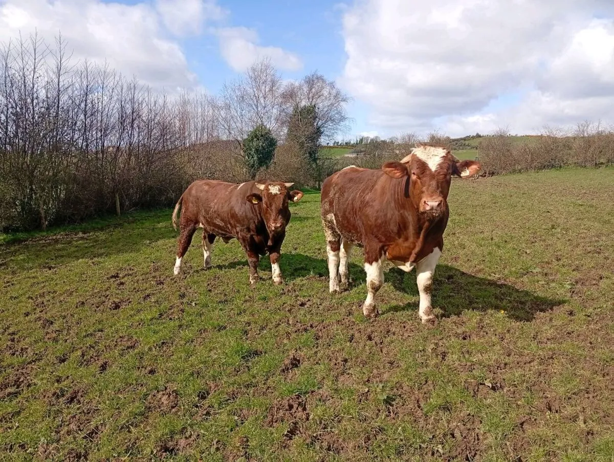 PB Maine Anjou bulls - Image 3