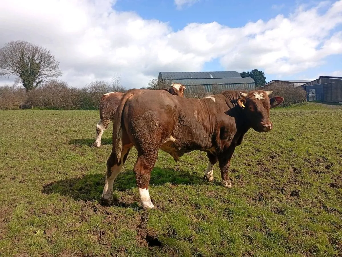 PB Maine Anjou bulls - Image 4