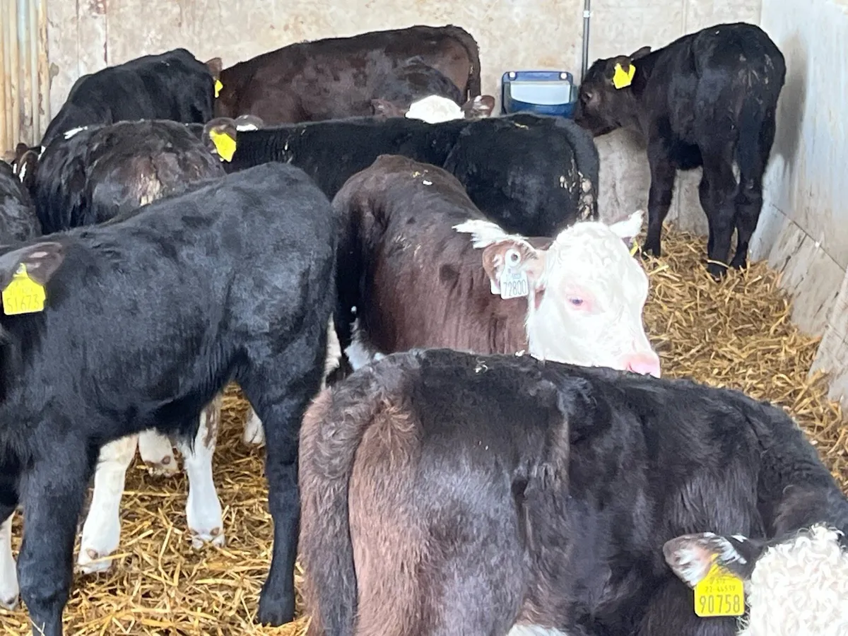 15 SERIOUS BULL CALVES - Image 1