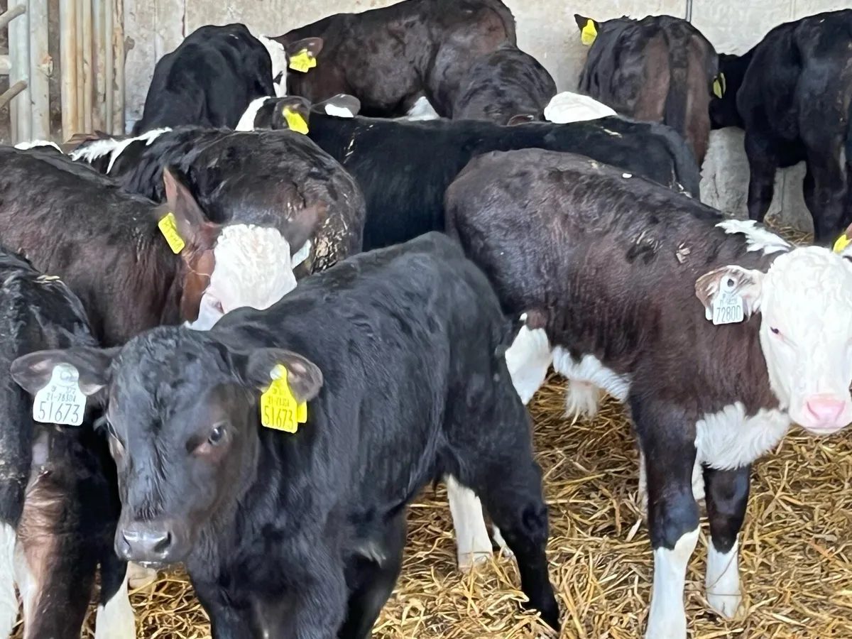 15 SERIOUS BULL CALVES - Image 2