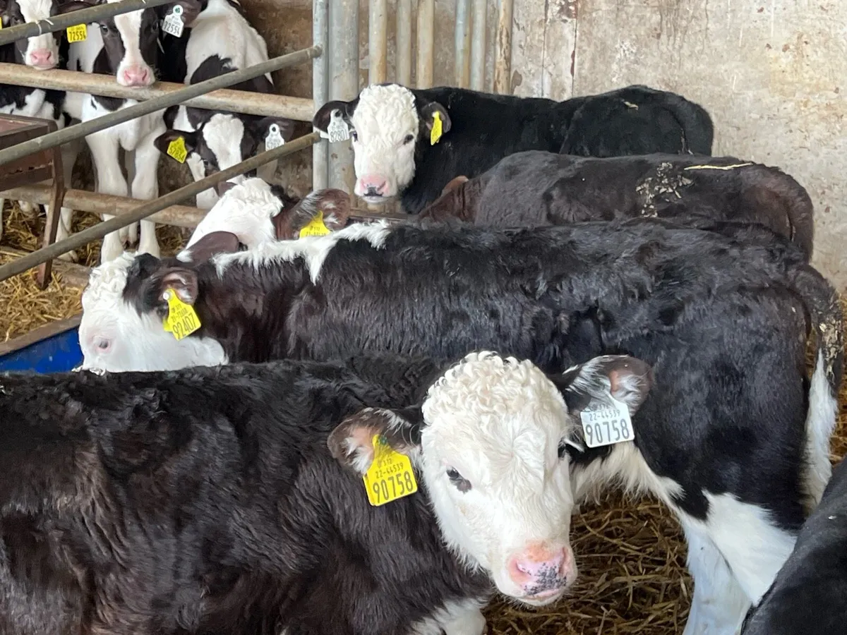 15 SERIOUS BULL CALVES - Image 3