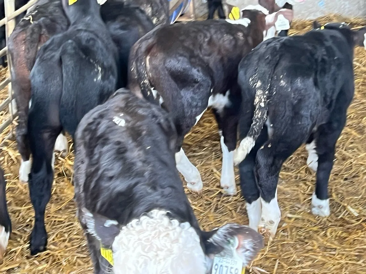 15 SERIOUS BULL CALVES - Image 4