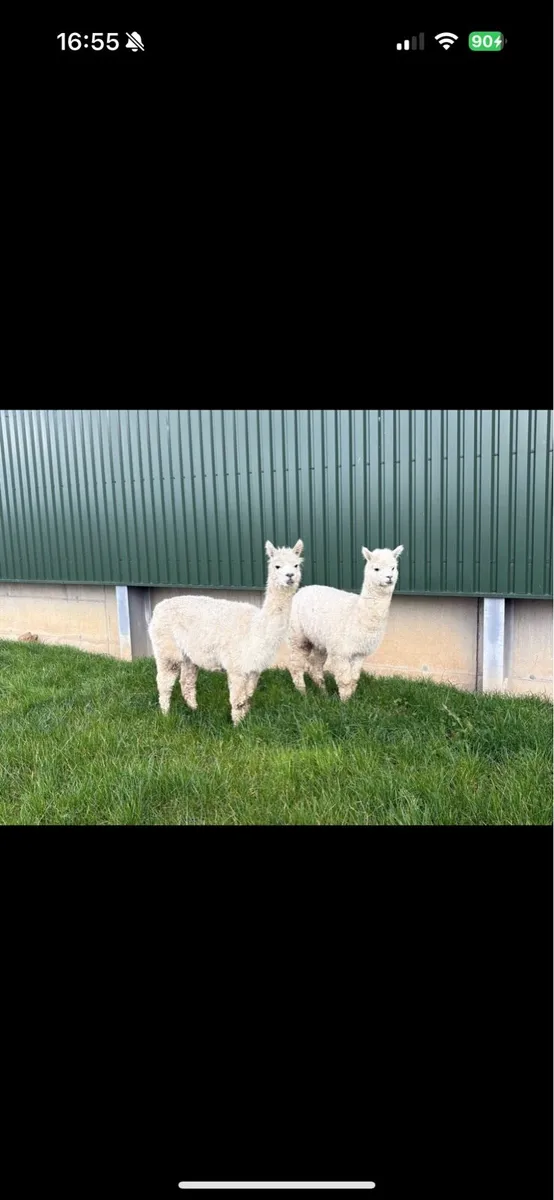 Two female Alpacas for sale - Image 1