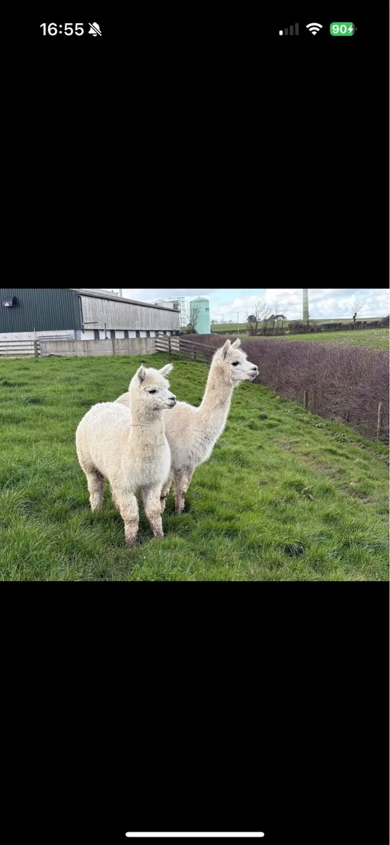 Two female Alpacas for sale - Image 2