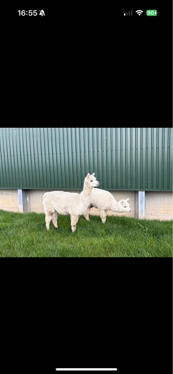 Two female Alpacas for sale - Image 3