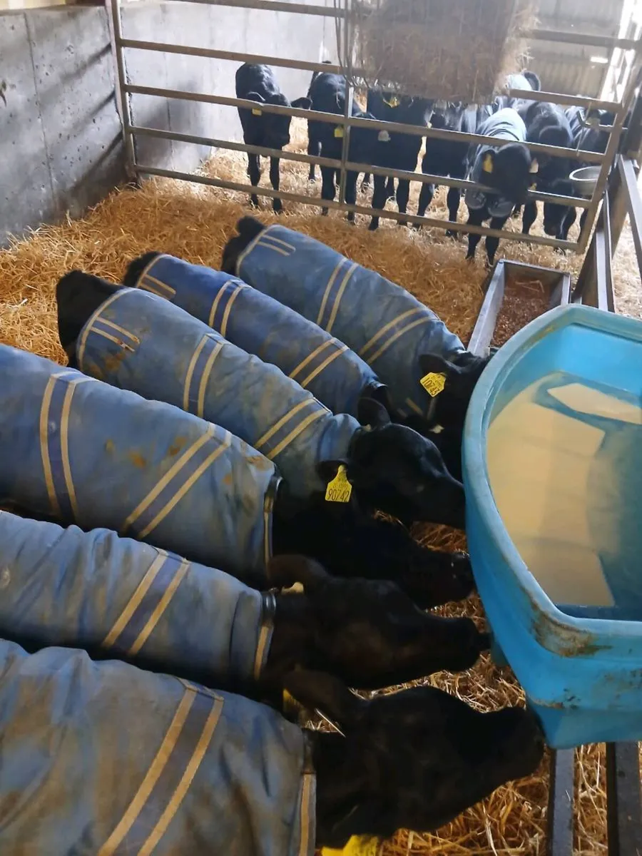 Angus Calves - Image 3