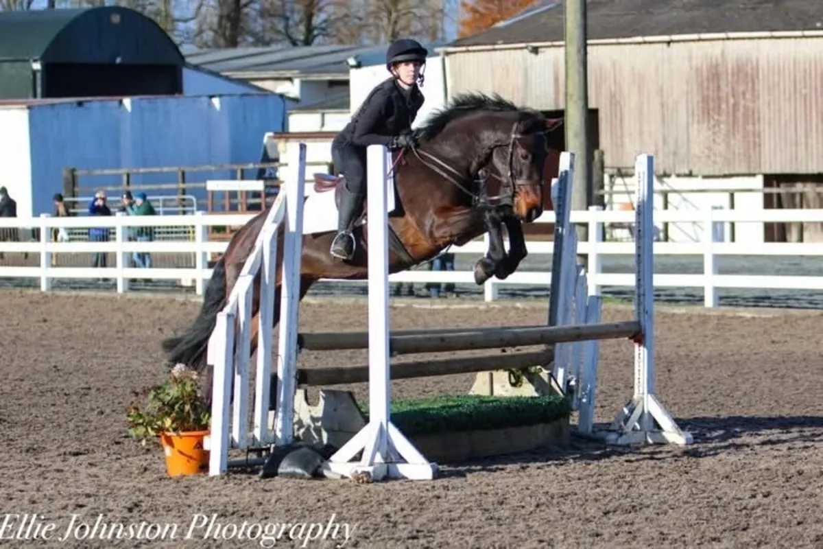 6yr old mare - Image 1