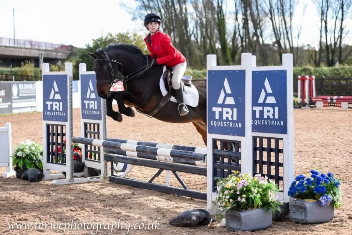 6yr old mare - Image 2