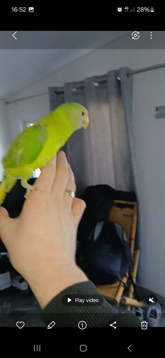 Hand time baby plumhead parrot - Image 2