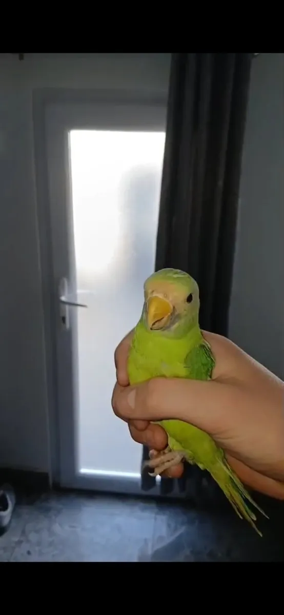 Hand time baby plumhead parrot - Image 1