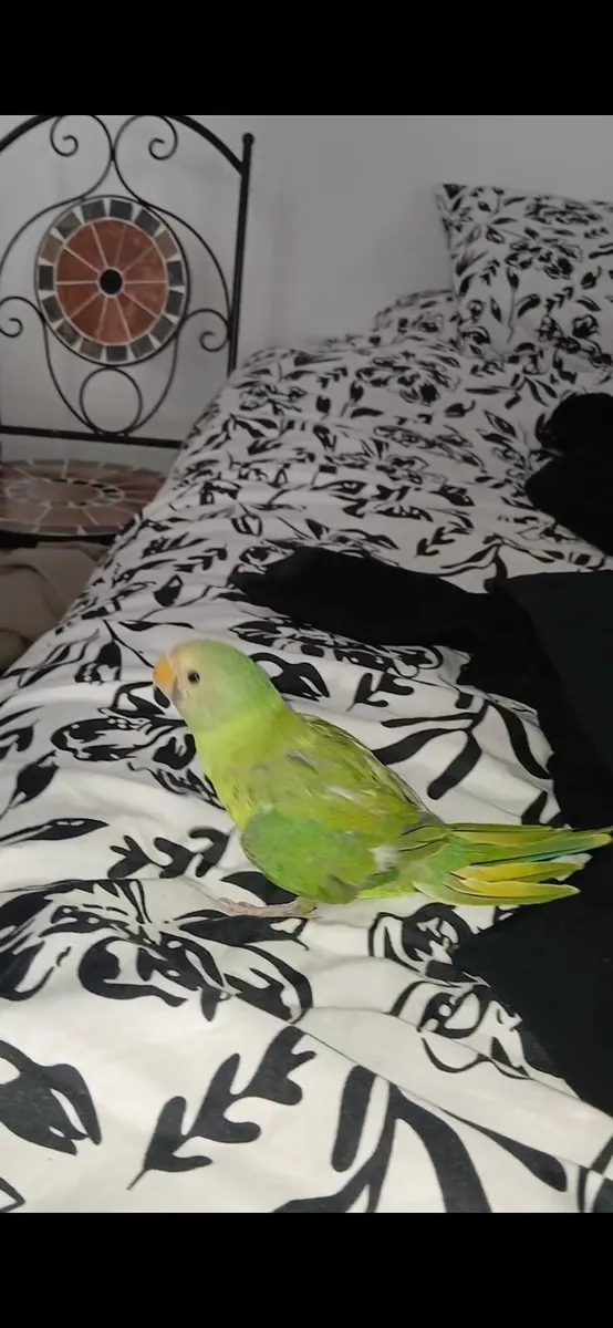 Hand time baby plumhead parrot - Image 3