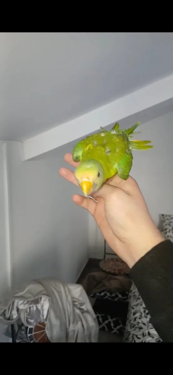 Hand time baby plumhead parrot - Image 4