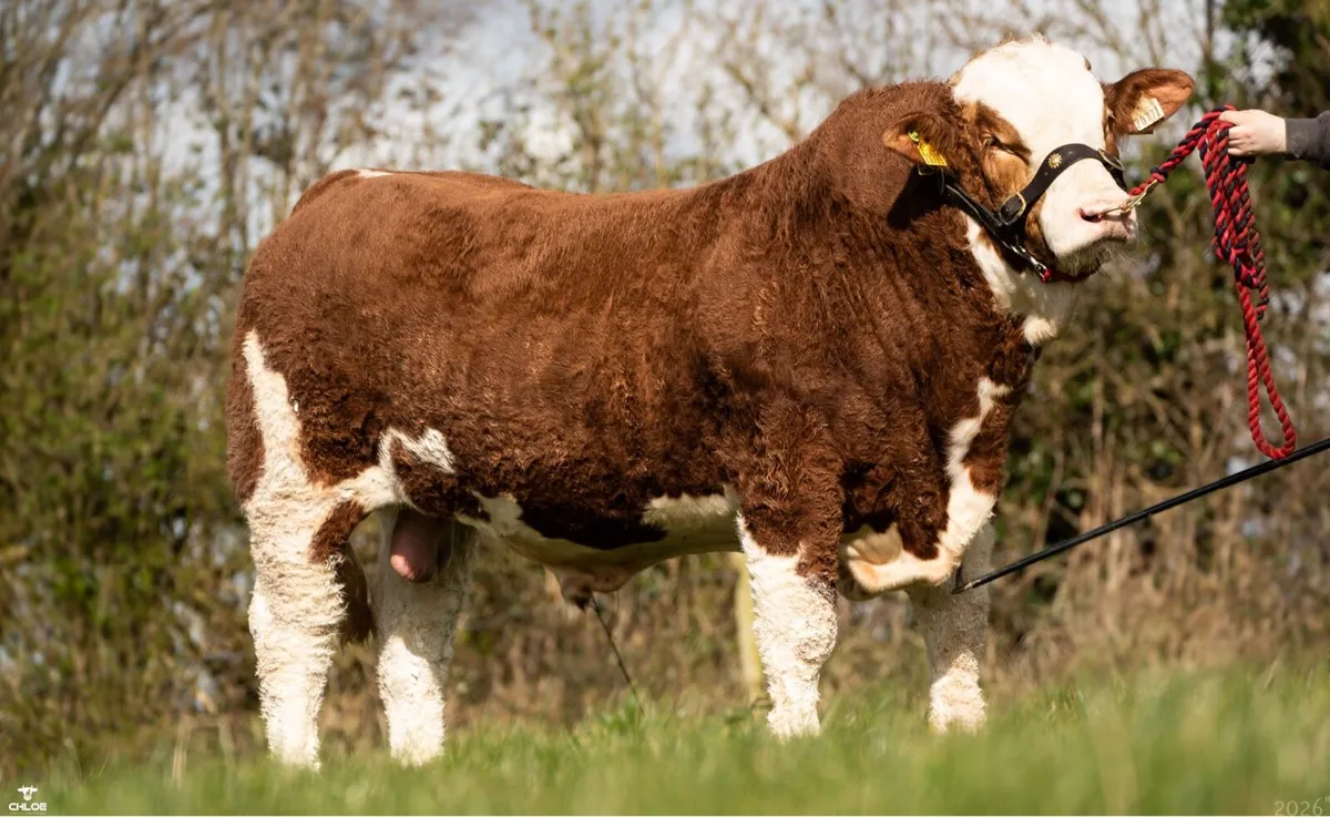 5 star pedigree Simmental Bull for sale - Image 1