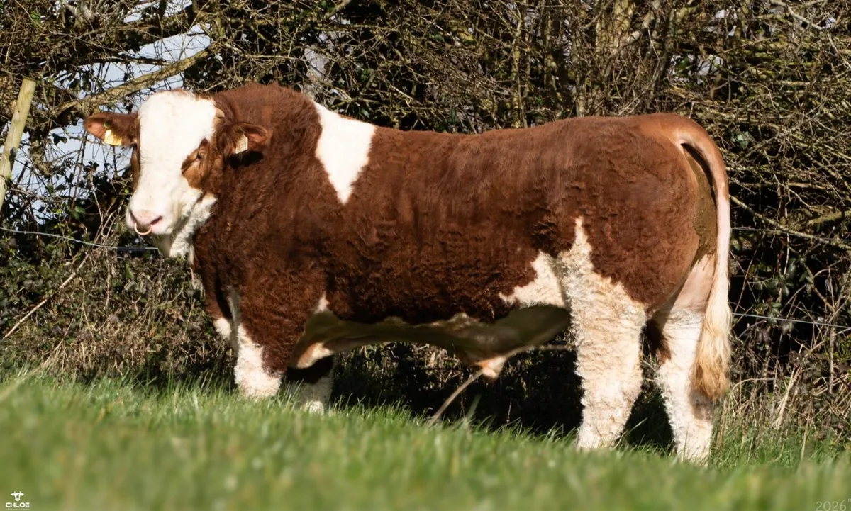 5 star pedigree Simmental Bull for sale - Image 2