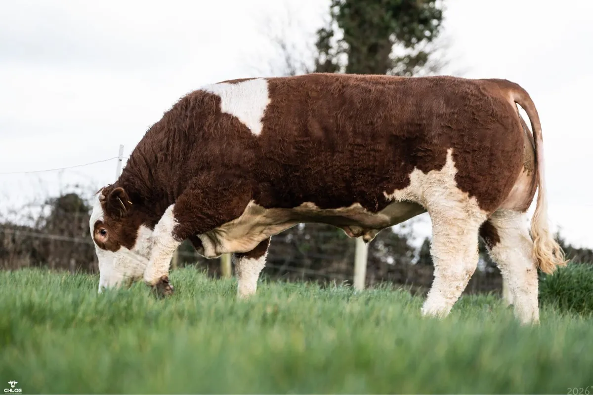 5 star pedigree Simmental Bull for sale - Image 4