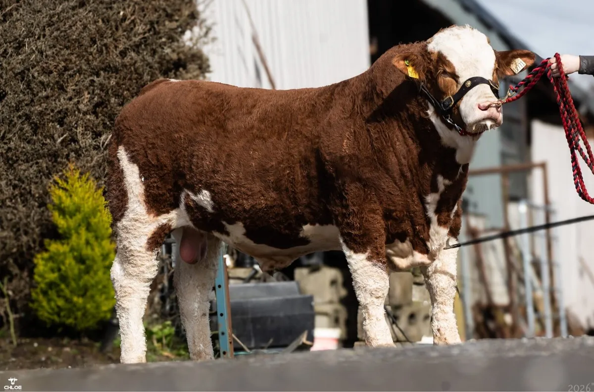 5 star pedigree Simmental Bull for sale - Image 3