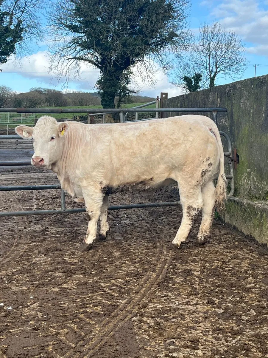 P.B.R Charolais Heifer - Image 1