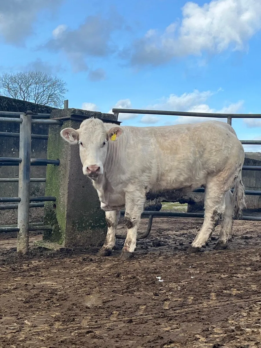 P.B.R Charolais Heifer - Image 3