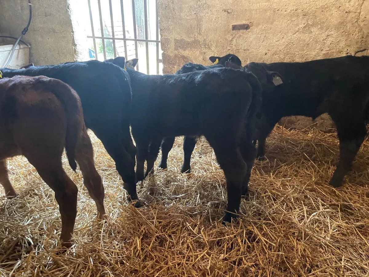 Angus Bull calves - Image 1