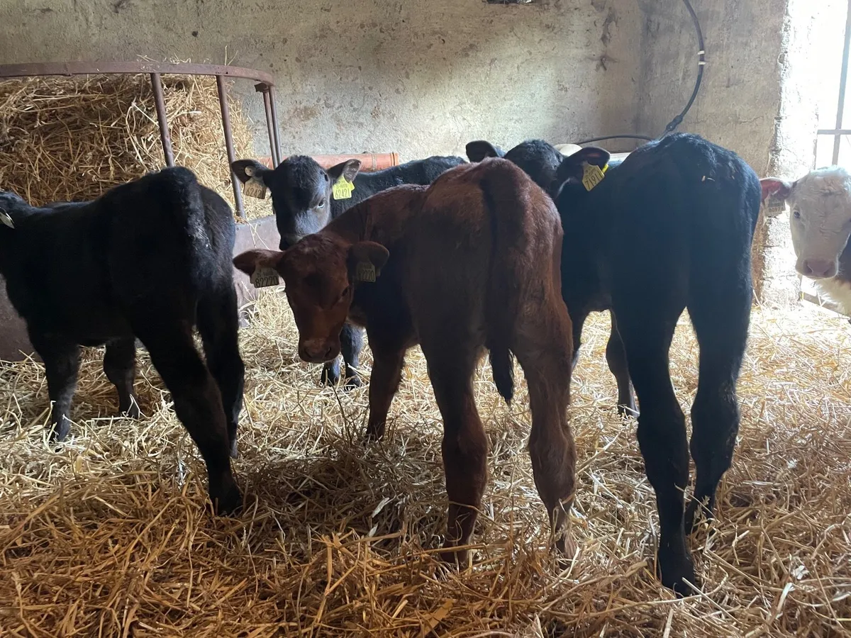 Angus Bull calves - Image 2