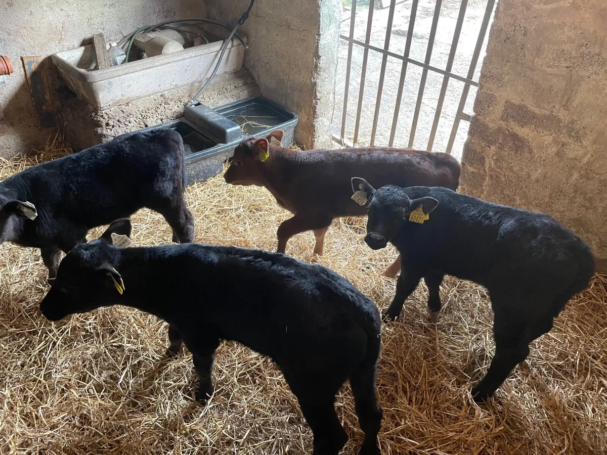 Angus Bull calves - Image 3