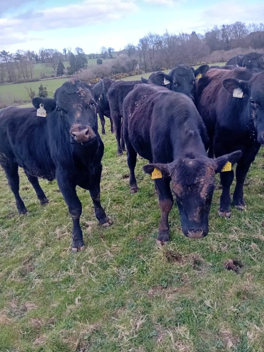 13 angus bullocks - Image 1