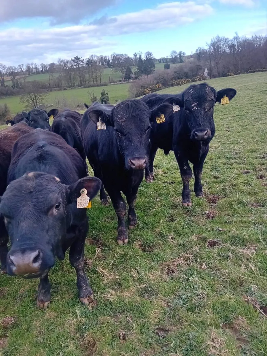 13 angus bullocks - Image 2