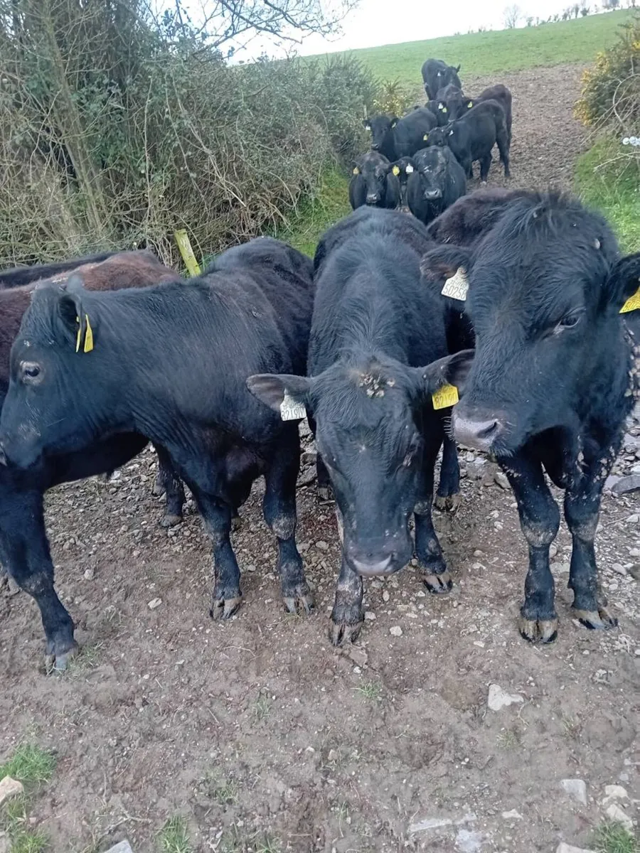 13 angus bullocks - Image 3