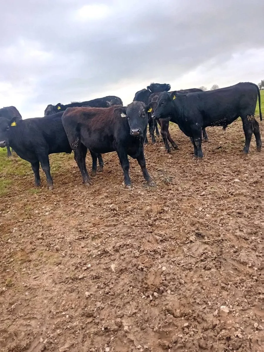 13 angus bullocks - Image 4