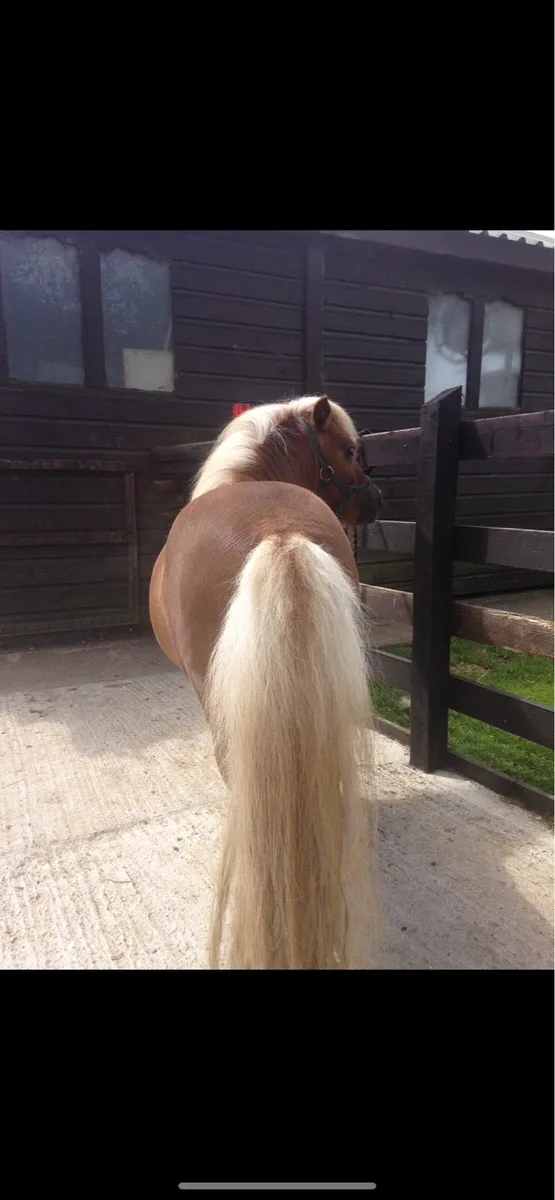 Miniature pony - Image 1