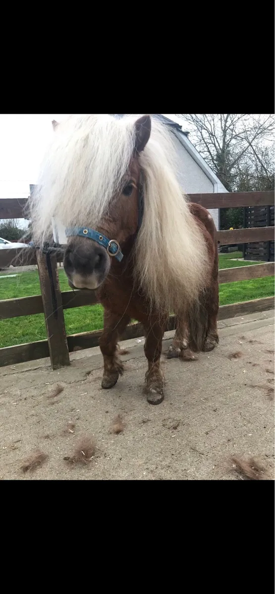 Miniature pony - Image 2
