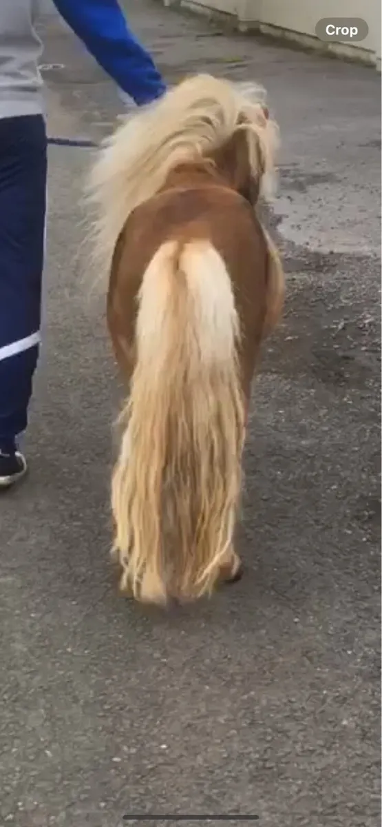 Miniature pony - Image 3