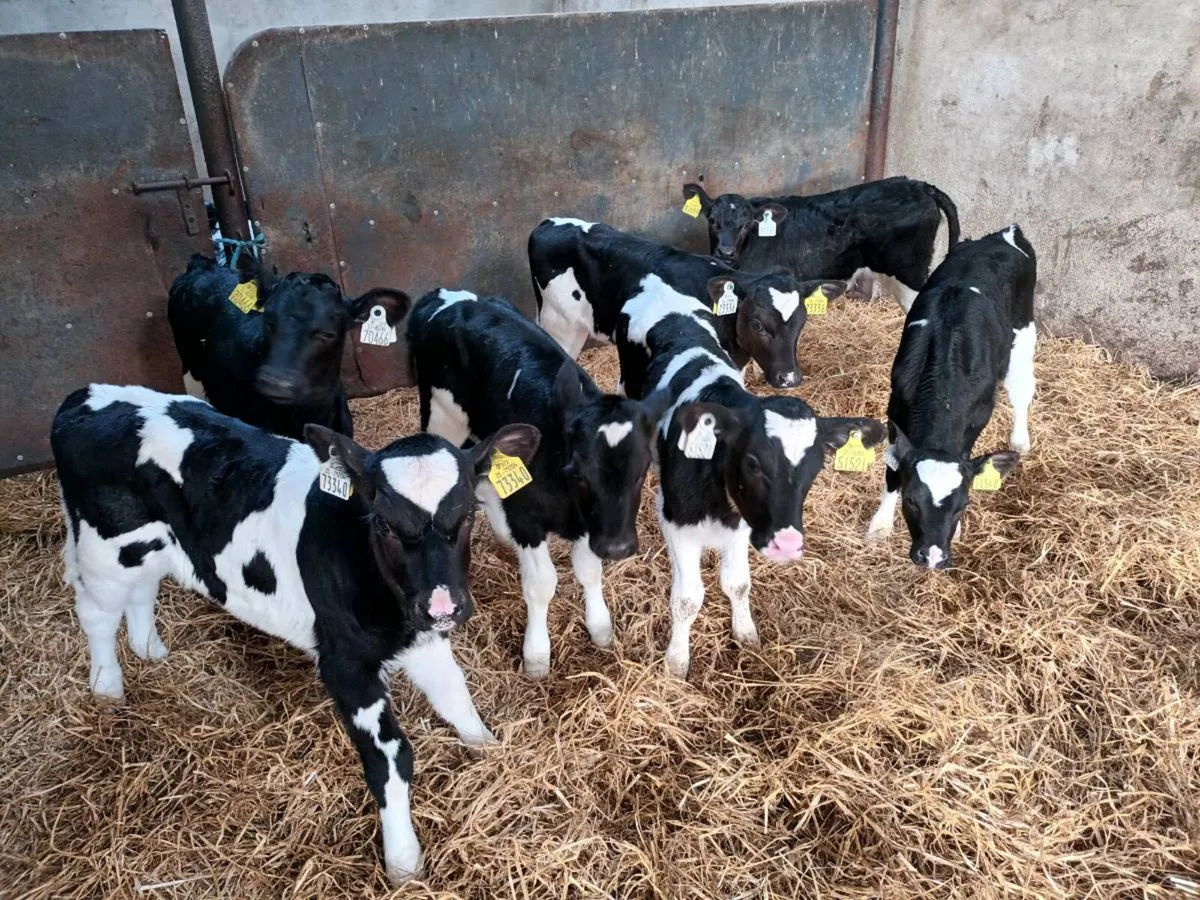 7 FRIESEN HEIFER CALVES FOR SALE - Image 1