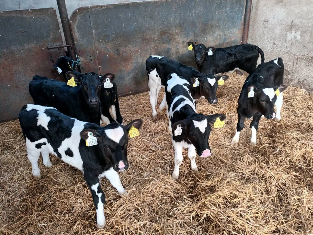 7 FRIESEN HEIFER CALVES FOR SALE - Image 2