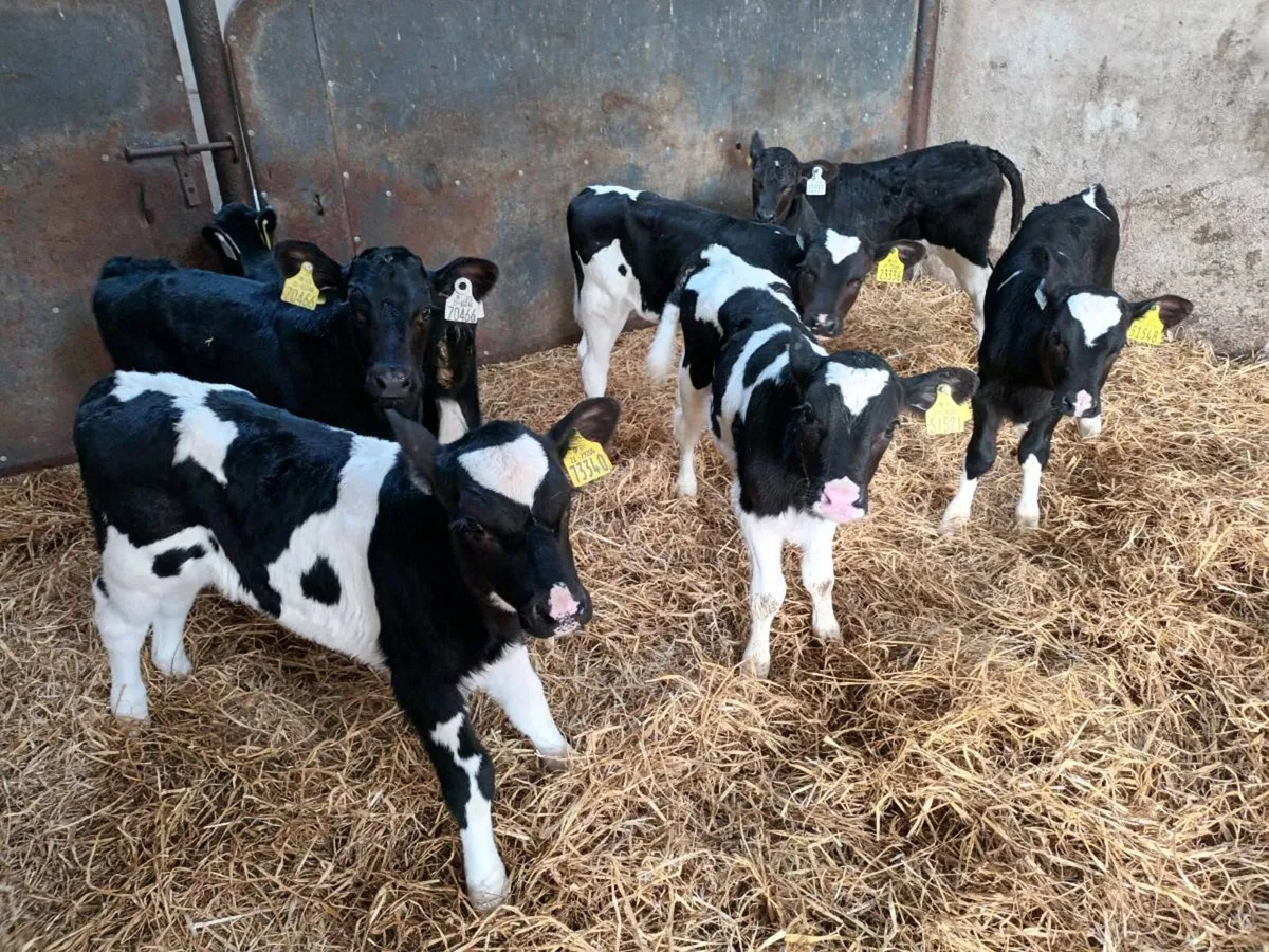 7 FRIESEN HEIFER CALVES FOR SALE - Image 3