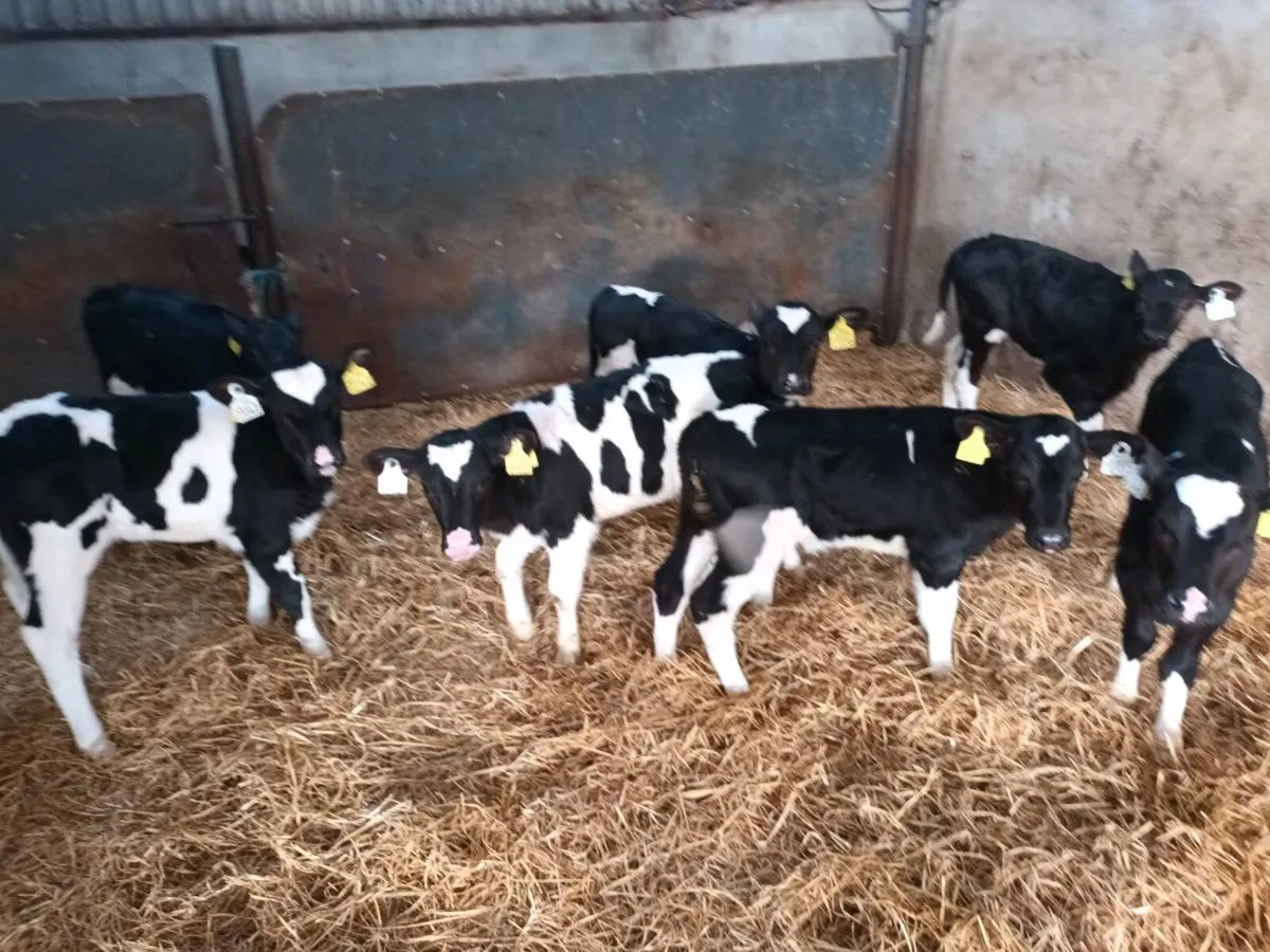 7 FRIESEN HEIFER CALVES FOR SALE - Image 4