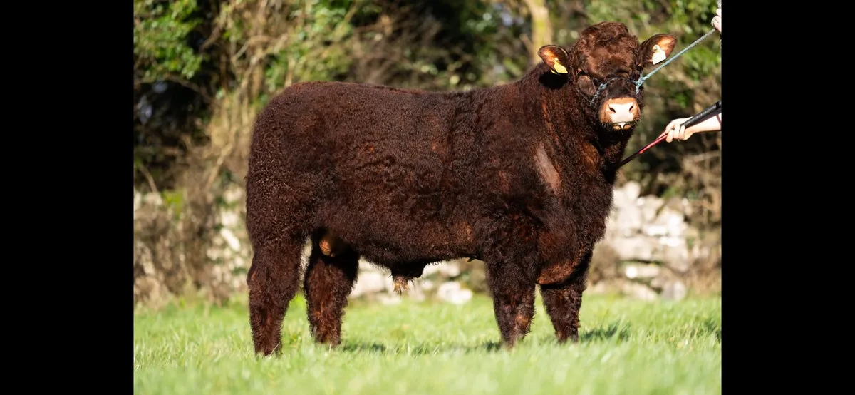 Lot 6 Irish Salers Online Sale April 3rd-6th - Image 1
