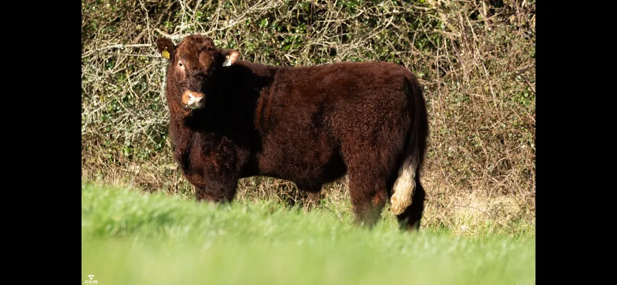 Lot 6 Irish Salers Online Sale April 3rd-6th - Image 2