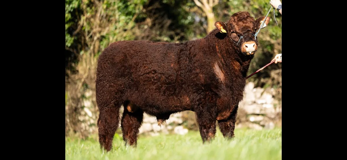 Lot 6 Irish Salers Online Sale April 3rd-6th - Image 3