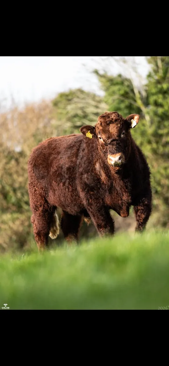 Lot 6 Irish Salers Online Sale April 3rd-6th - Image 4