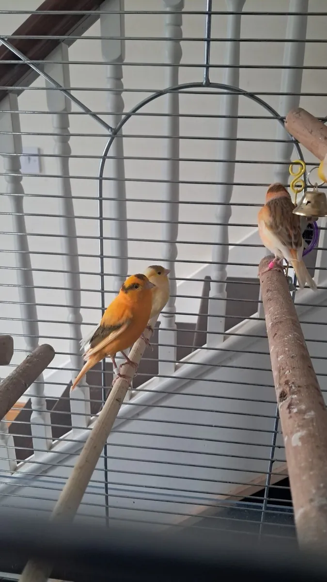 Canaries - Image 2